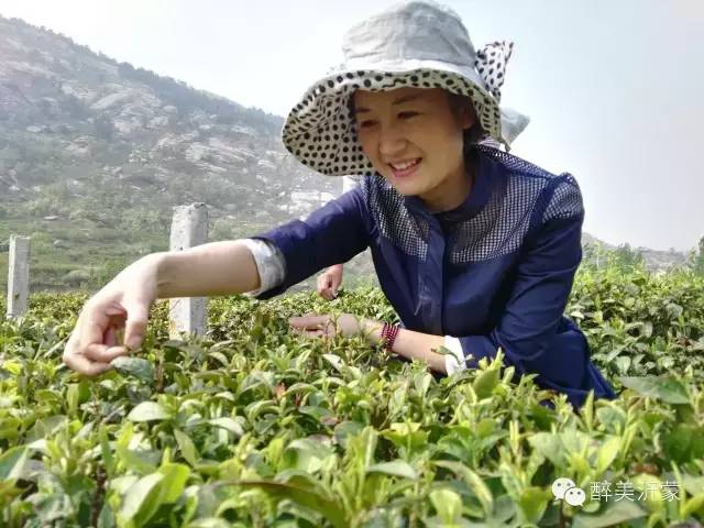 平邑县茶产业发展的号角已吹响！看看全国茶园经济如何？